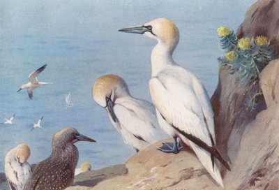 Jan-van-gent (volwassen en onvolwassen) door Archibald Thorburn