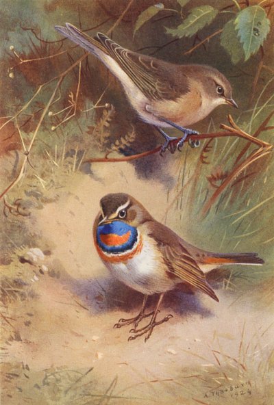 Tuinfluiter, Noordse Blauwborst door Archibald Thorburn
