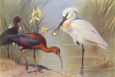 Glansibis (volwassen en onvolwassen), Lepelaar door Archibald Thorburn