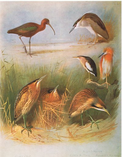 Glansibis, Roerdomp, Kwak, Woudaap, Ralreiger, Amerikaanse Roerdomp, uitgegeven door Book Club Associates, 1972 door Archibald Thorburn