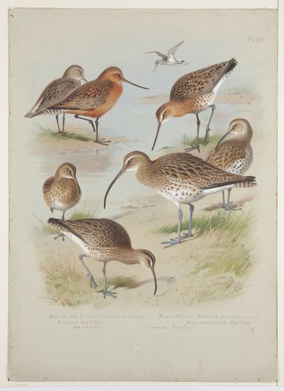 Grutto