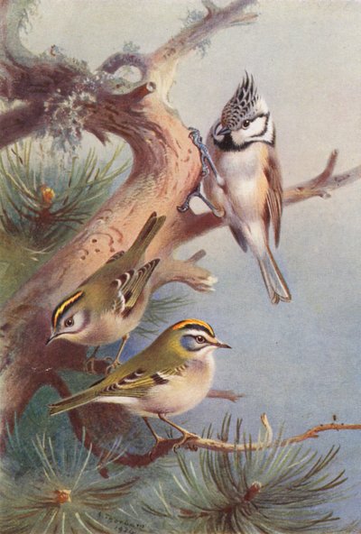 Goudhaan, Vuurgoudhaan, Kuifmees door Archibald Thorburn