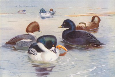 Brilduiker (mannetje en vrouwtje), Zwarte zee-eend (mannetje en vrouwtje) door Archibald Thorburn