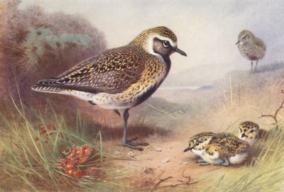 Goudplevier (zomer) door Archibald Thorburn