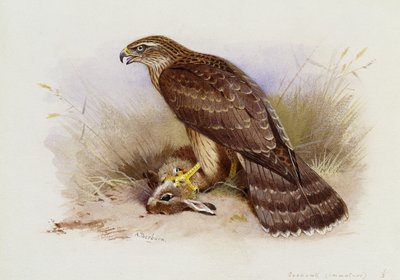 Havik door Archibald Thorburn