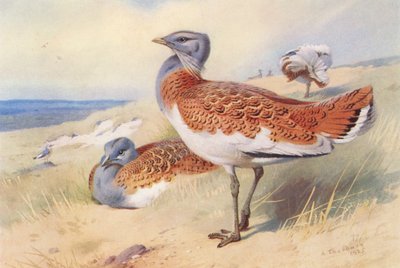 Grote Trap (mannetje en vrouwtje) door Archibald Thorburn