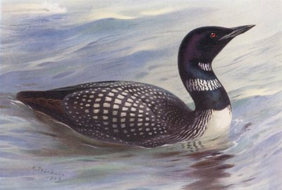 IJsduiker door Archibald Thorburn