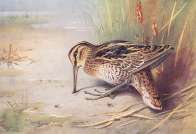 Poelsnip door Archibald Thorburn