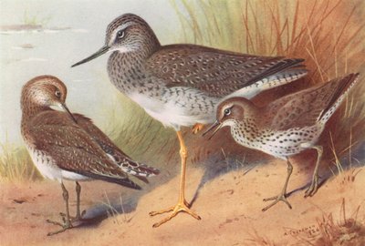 Grotere Gelepotige, Solitaire Strandloper, Gevlekte Strandloper door Archibald Thorburn