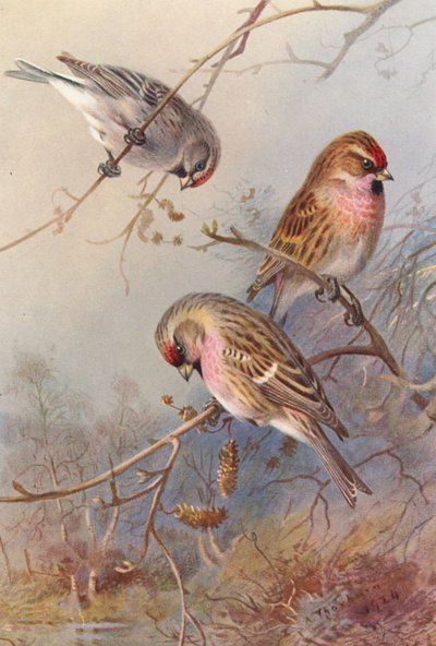 Groenlandse Barmsijs, Kleine Barmsijs, Grote Barmsijs door Archibald Thorburn