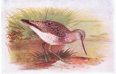 Groenpootruiter, uit Birds of the British Isles and Their Eggs gepubliceerd door Frederick Warne & Co Ltd, 1958 door Archibald Thorburn
