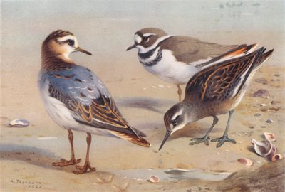 Grauwe Franjepoot (herfst), Killdeer Plevier, Roodhalsfranjepoot (onvolwassen) door Archibald Thorburn