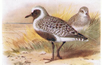 Zilverplevier, uit Birds of the British Isles and Their Eggs gepubliceerd door Frederick Warne & Co Ltd, 1958 door Archibald Thorburn