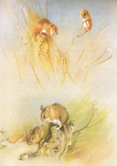 Oogstmuis en bosmuis, uit Thorburns Zoogdieren gepubliceerd door Longmans and Co, ca. 1920 door Archibald Thorburn