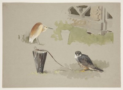 Hobby mannetje vastgebonden en squarro reiger, ca. 1915 door Archibald Thorburn