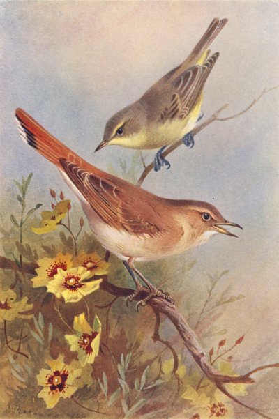 Spotvogel, rosse spotvogel (kleur litho) door Archibald Thorburn