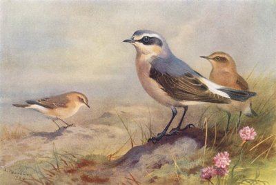 Izabeltapuit, Tapuit (mannetje en vrouwtje) door Archibald Thorburn