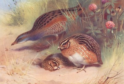 Land-Rail, Kwartel (mannetje en vrouwtje) door Archibald Thorburn