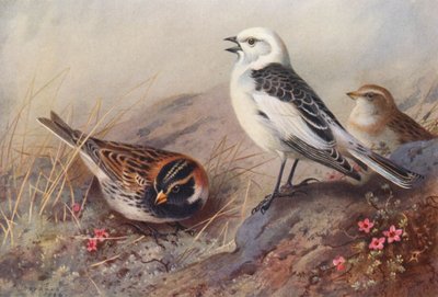 IJsgors, Sneeuwgors (zomer) (mannetje en vrouwtje) door Archibald Thorburn