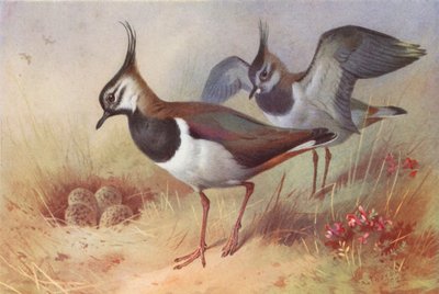 Kievit (mannetje en vrouwtje) door Archibald Thorburn