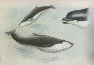Dwergvinvis en noordse vinvis, uit Thorburns Zoogdieren gepubliceerd door Longmans and Co, ca. 1920 door Archibald Thorburn