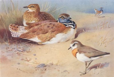 Kleine trapgans (mannetje en vrouwtje), Kaspische plevier door Archibald Thorburn