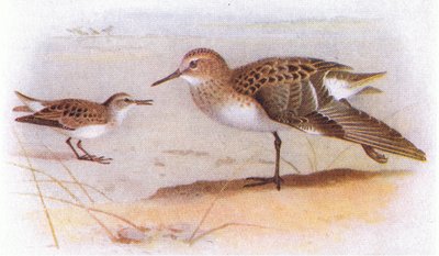 Kleine Strandloper, uit Birds of the British Isles and Their Eggs gepubliceerd door Frederick Warne & Co Ltd, 1958 door Archibald Thorburn