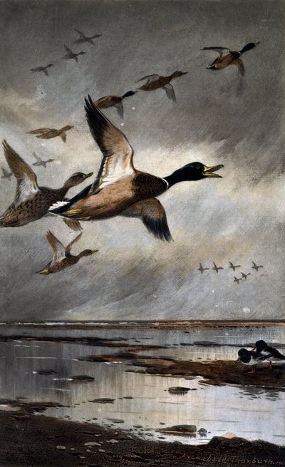 Wilde eenden in vlucht door Archibald Thorburn