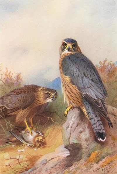 Merlijn door Archibald Thorburn