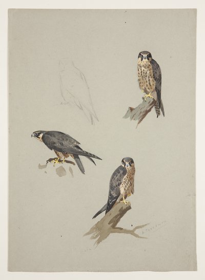 Merlin mannetje, c.1915 door Archibald Thorburn