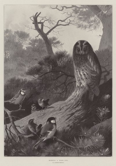 Een bosuil lastigvallen door Archibald Thorburn