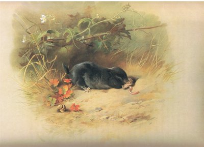 Mol met worm, uit Thorburns Zoogdieren gepubliceerd door Longmans en Co, ca. 1920 door Archibald Thorburn
