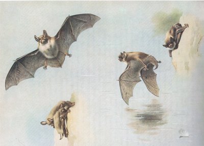Watervleermuis en meervleermuis, uit Thorburns Zoogdieren gepubliceerd door Longmans and Co, ca. 1920 door Archibald Thorburn