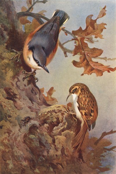 Boomklever, boomkruiper (kleur litho) door Archibald Thorburn