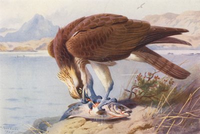 Visarend (kleur litho) door Archibald Thorburn