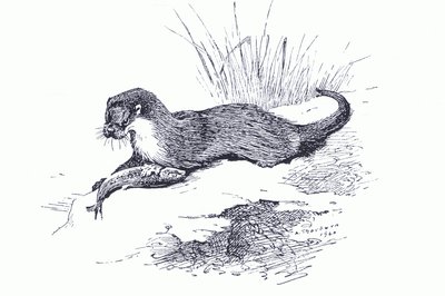 Otter met vis, uit Thorburn
