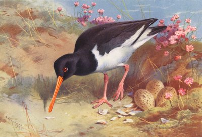 Scholekster door Archibald Thorburn
