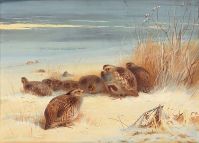 Patrijs op een ijzige ochtend door Archibald Thorburn