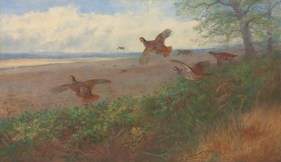 Patrijzen in vlucht door Archibald Thorburn