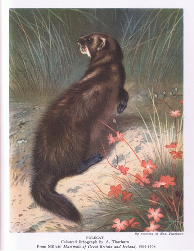 Bunzing, Natuur in Groot-Brittannië gepubliceerd door Collins door Archibald Thorburn