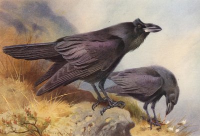 Raaf door Archibald Thorburn