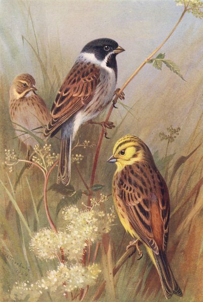 Rietgors (mannetje en vrouwtje), Geelgors door Archibald Thorburn