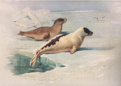 Ringelrob en zadelrob, uit Thorburns Zoogdieren gepubliceerd door Longmans and Co, ca. 1920 door Archibald Thorburn
