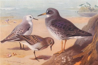 Drieteenstrandloper (winter), Temmincks Strandloper, Paarse Strandloper (winter) door Archibald Thorburn