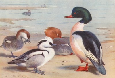 Nonnetje (mannetje en vrouwtje), Grote Zaagbek (mannetje en vrouwtje) (kleur litho) door Archibald Thorburn