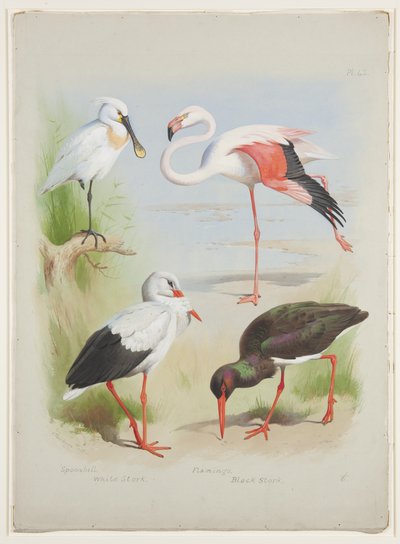 Lepelaar, flamingo en ooievaar, ca. 1915 (aquarel & lichaamkleur over potlood op papier) door Archibald Thorburn