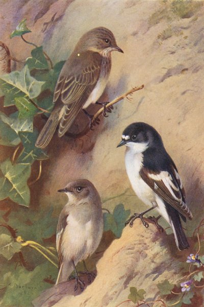 Grauwe Vliegenvanger, Bonte Vliegenvanger (mannetje en vrouwtje) door Archibald Thorburn