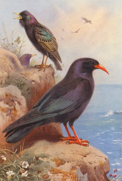 Spreeuw, Alpenkauw door Archibald Thorburn