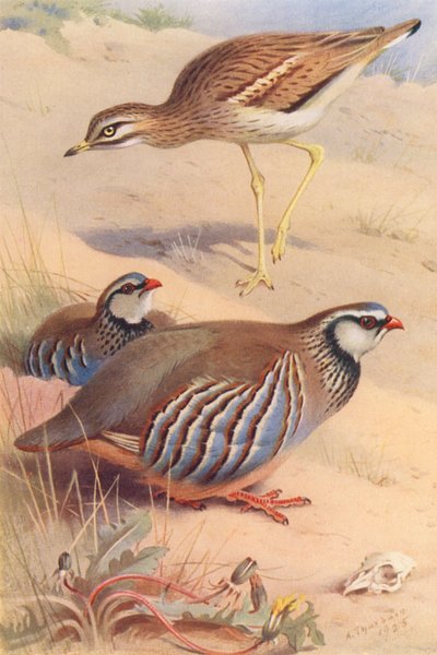 Steen-Griel, Roodpootpatrijs (mannetje en vrouwtje) door Archibald Thorburn