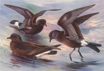Stormvogel, Leach